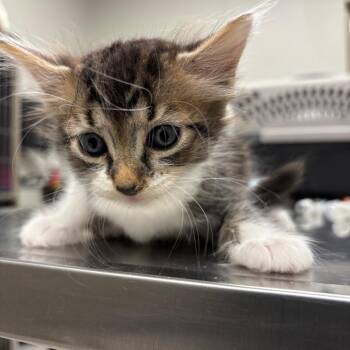 C5 -  Domestic Medium Hair Cat for Adoption in Portland, Texas - C5 | PetCurious