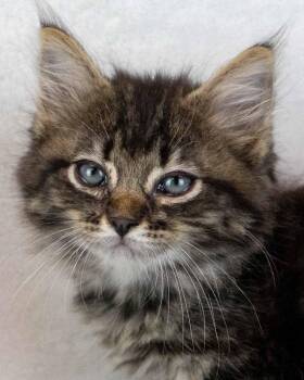 Sequoia -  Domestic Medium Hair and Tabby Cat for Adoption in Kennesaw, Georgia - Sequoia | PetCurious