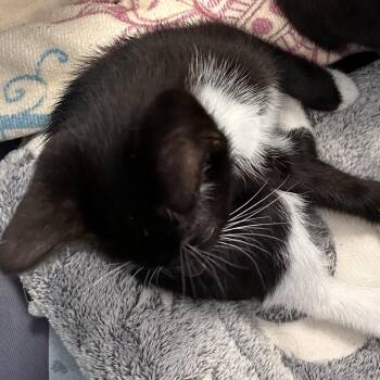 Ester -  Domestic Short Hair Cat for Adoption in West Palm Beach, Florida - Ester | PetCurious