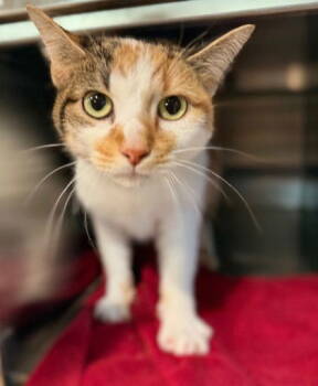 Rescue Domestic Short Hair Cats for Adoption in Midland, Virginia - Toast | PetCurious