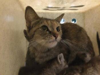 BREEZE -  Domestic Short Hair Cat for Adoption in Thousand Palms, California - BREEZE | PetCurious