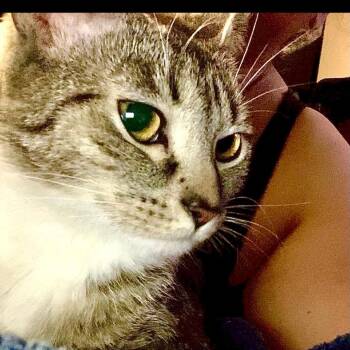 Domestic Medium Hair Cats Available for Adoption - Nena | PetCurious