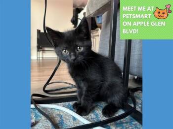 NEO -  Domestic Short Hair Cat for Adoption in Fort Wayne, Indiana - NEO | PetCurious