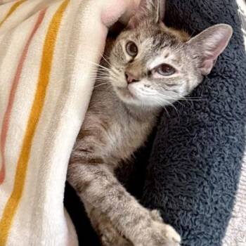 ASHLEY -  Domestic Short Hair Cat for Adoption in Fernandina Beach, Florida - ASHLEY | PetCurious
