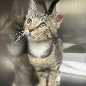 Rescue Domestic Short Hair Cats for Adoption in Napoleon, Ohio - Isolde 86C25 | PetCurious