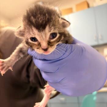 Boom -  Domestic Medium Hair Cat for Adoption in Charleston, West Virginia - Boom | PetCurious