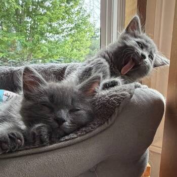 Bishop (Blue Collar) -  Domestic Short Hair Cat for Adoption in Puslinch, Ontario - Bishop (Blue Collar) | PetCurious