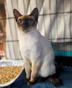 Rescue Siamese Cats for Adoption in Chicago, Illinois - Viola | PetCurious
