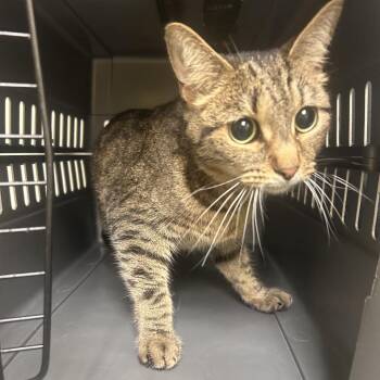 Melanie -  Domestic Short Hair Cat for Adoption in Charlottesville, Virginia - Melanie | PetCurious
