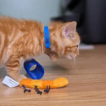 Arlo -  Domestic Short Hair Cat for Adoption in Auburn, Alabama - Arlo | PetCurious