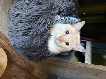 Rescue Siamese Cats for Adoption in Brighton, Illinois - Tugboat | PetCurious