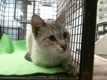 LEA -  Domestic Short Hair Cat for Adoption in Houston, Texas - LEA | PetCurious