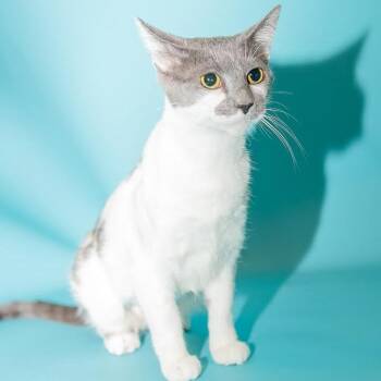 Dutchess -  Domestic Short Hair Cat for Adoption in Las Vegas, Nevada - Dutchess | PetCurious