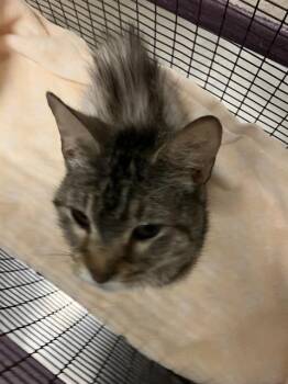 WANDA -  Domestic Short Hair Cat Available for Adoption in Long Beach, California - WANDA | PetCurious