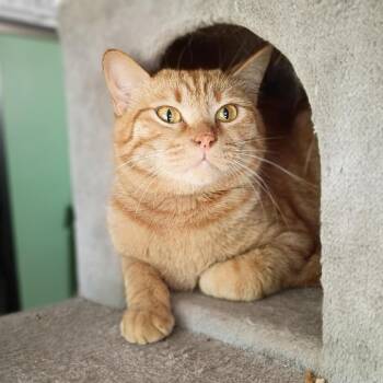Lucky -  Exotic Shorthair Cat for Adoption in Silver Spring, Maryland - Lucky | PetCurious