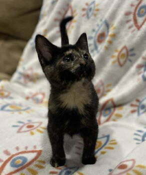 Rescue Domestic Short Hair Cats for Adoption in Oakboro, North Carolina - Apple | PetCurious