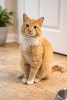 American Shorthair Cats Available for Adoption - Marvin | PetCurious