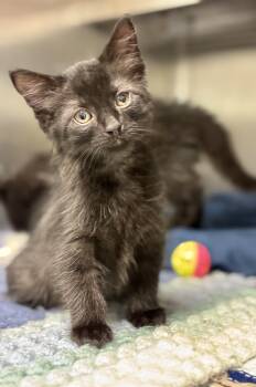 Asher -  Domestic Long Hair Cat for Adoption in Sandusky, Michigan - Asher | PetCurious