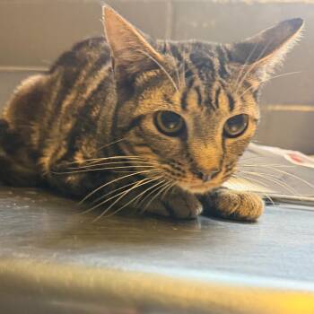 TUSC-Stray-85245 -  Domestic Short Hair Cat for Adoption in Tuscaloosa, Alabama - TUSC-Stray-85245 | PetCurious