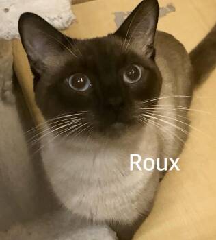 Roux -  Siamese Cat for Adoption in Owasso, Oklahoma - Roux | PetCurious