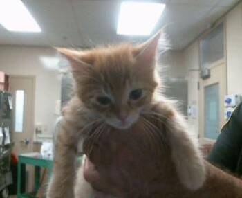 NAVEL -  Domestic Short Hair Cat for Adoption in Sacramento, California - NAVEL | PetCurious