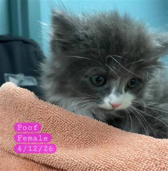 POOF -  Domestic Medium Hair Cat for Adoption in Holbrook, New York - POOF | PetCurious