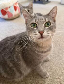 Kinder (Sensitive Mama) -  Domestic Short Hair Cat for Adoption in Mobile, Alabama - Kinder (Sensitive Mama) | PetCurious