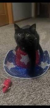 Kimchi G. -  Domestic Short Hair Cat for Adoption in West Peoria, Illinois - Kimchi G. | PetCurious