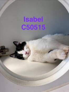 Isabel -  Domestic Short Hair Cat for Adoption in Clarksville, Tennessee - Isabel | PetCurious