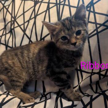 Ribbon -  Domestic Short Hair Cat for Adoption in Carmel, Indiana - Ribbon | PetCurious