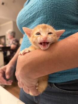 Domestic Short Hair Cats Available for Adoption - Butterball (Available For Pre-adoption) | PetCurious