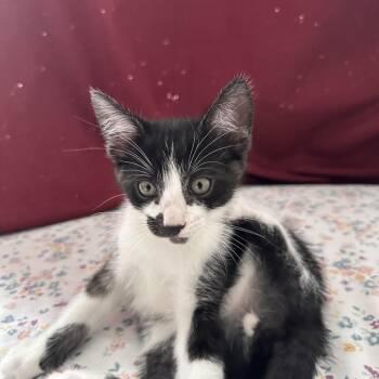 Rhythm -  Domestic Short Hair Cat Available for Adoption in Brea, California - Rhythm | PetCurious
