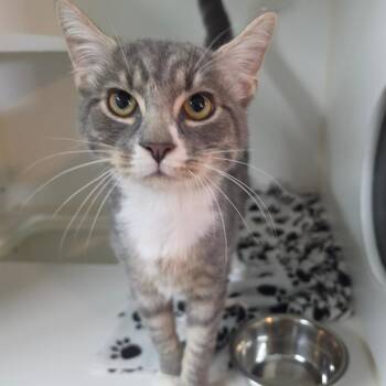 Bopper -  Domestic Short Hair Cat for Adoption in Jefferson City, Tennessee - Bopper | PetCurious