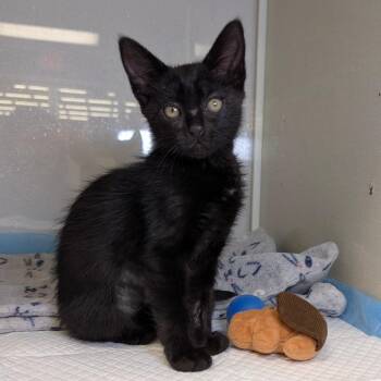 Nova -  Domestic Short Hair Cat for Adoption in Sunnyvale, California - Nova | PetCurious