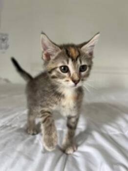 92224A Sunny-PetSmart North Charleston -  Domestic Short Hair Cat for Adoption in North Charleston, South Carolina - 92224A Sunny-PetSmart North Charleston | PetCurious