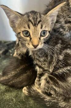 Petrie -  Domestic Short Hair Cat for Adoption in Roseville, California - Petrie | PetCurious