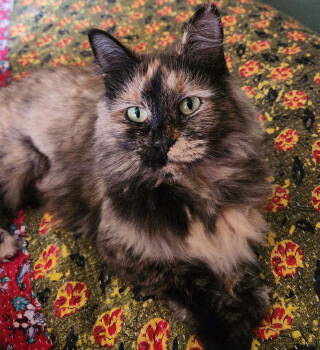 Rescue Tortoiseshell Cats for Adoption in Cuyahoga Falls, Ohio - Mummy | PetCurious