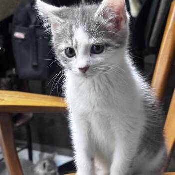 Jude -  Domestic Short Hair Cat for Adoption in Pottsville, Pennsylvania - Jude | PetCurious