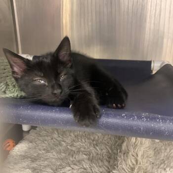 Jason Dean -  Domestic Short Hair Cat for Adoption in West Palm Beach, Florida - Jason Dean | PetCurious