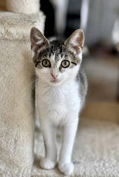 Bombay Sapphire (dog friendly, everyone friendly) -  Domestic Short Hair Cat for Adoption in Lemoyne, Pennsylvania - Bombay Sapphire (dog Friendly, Everyone Friendly) | PetCurious