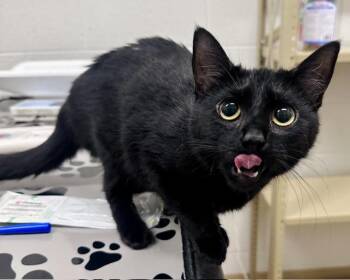 MARJORIE -  Domestic Short Hair Cat for Adoption in Derwood, Maryland - MARJORIE | PetCurious