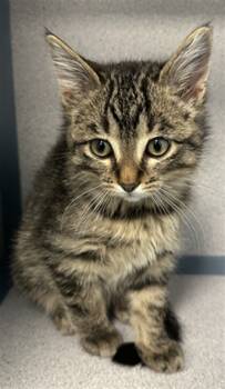 Rescue Domestic Short Hair Cats for Adoption in Loveland, Colorado - ROCKY | PetCurious