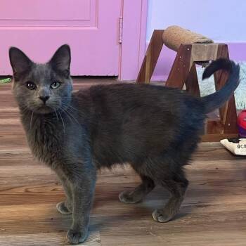 Rescue Domestic Short Hair Cats for Adoption in Stoughton, Wisconsin - Doechii | PetCurious