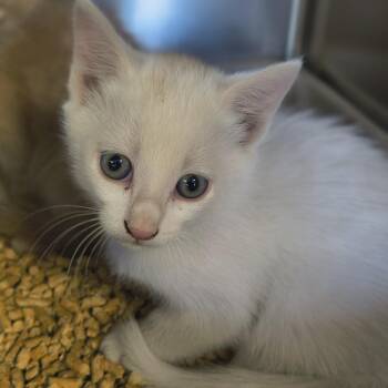 Sunny -  Domestic Medium Hair Cat for Adoption in Moses Lake, Washington - Sunny | PetCurious