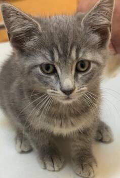 BROOK -  Domestic Short Hair Cat for Adoption in Elizabethton, Tennessee - BROOK | PetCurious