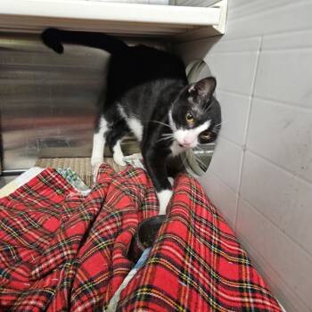 Rescue Domestic Short Hair Cats for Adoption in Des Moines, Iowa - Eros | PetCurious