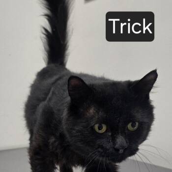 Trick -  Domestic Medium Hair Cat for Adoption in Snow Hill, North Carolina - Trick | PetCurious