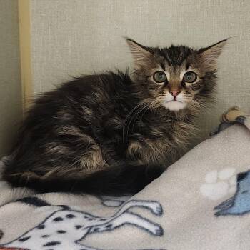 Domestic Long Hair Cats Available for Adoption - Forrest | PetCurious