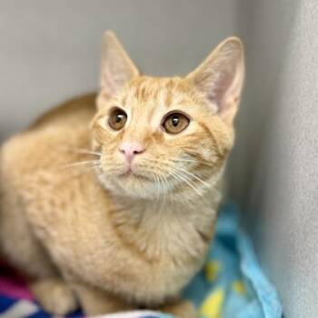 Chesnut -  Domestic Short Hair Cat for Adoption in Atlanta, Georgia - Chesnut | PetCurious