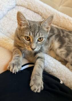 Tabby Cats Available for Adoption in Wayne, New Jersey - Cookie | PetCurious